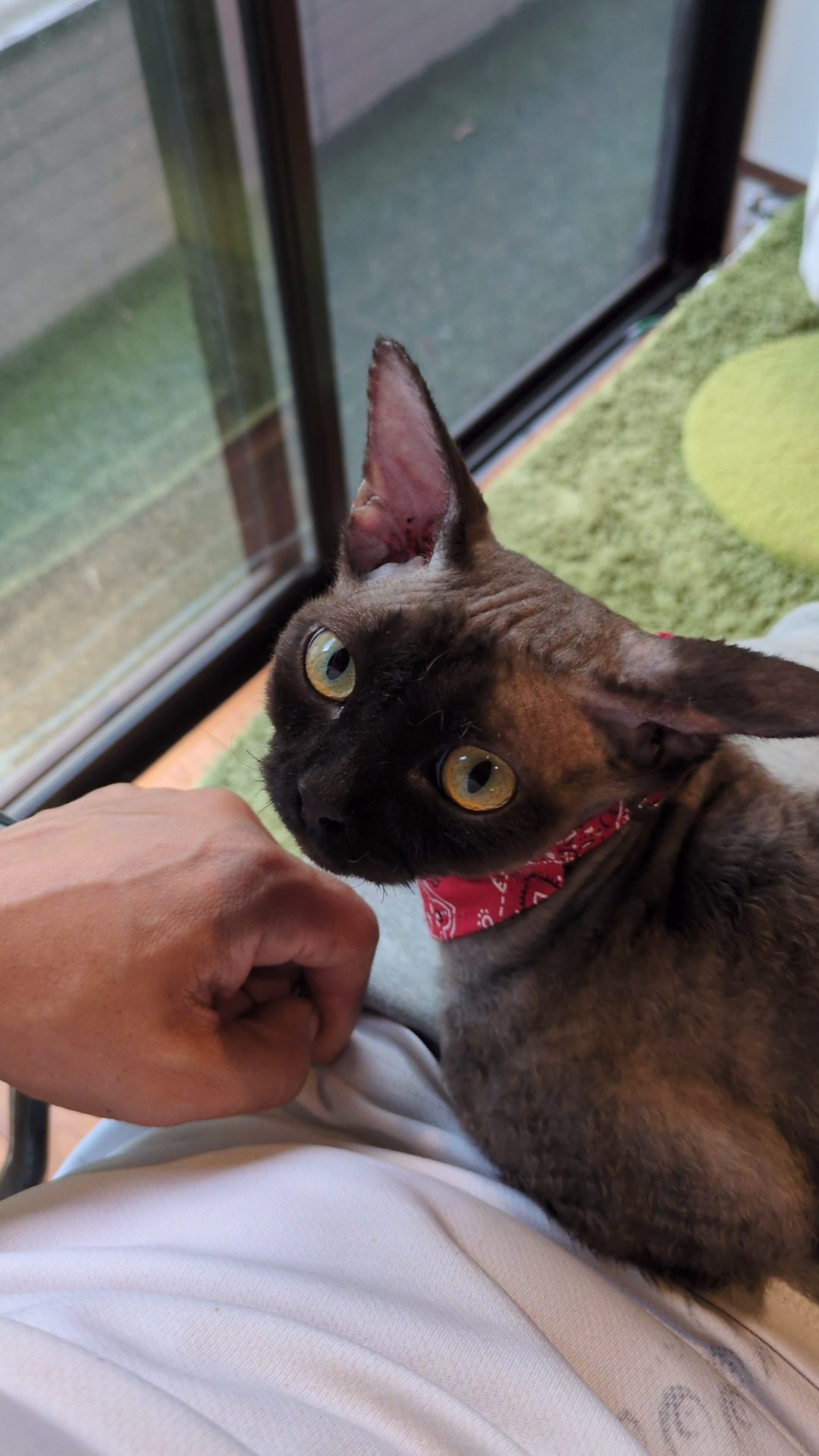 猫型ロボット